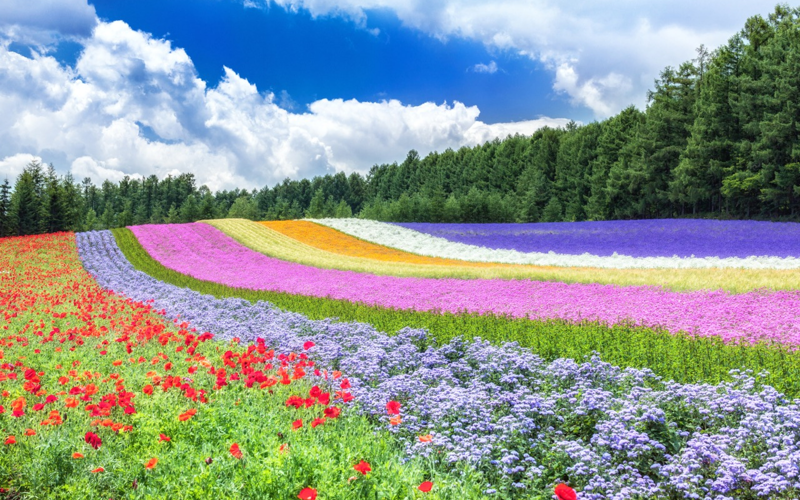 富良野富田農場