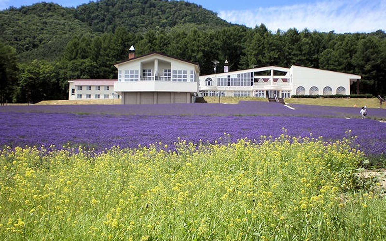 富良野薰衣草花田